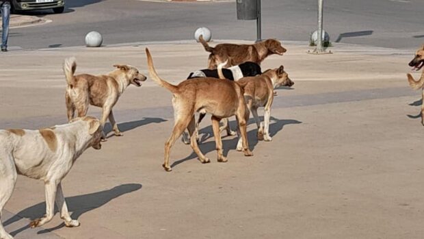 الكلاب دايرين حالة فالشوارع.. التقدم والاشتراكية يسائل وزير الداخلية في البرلمان