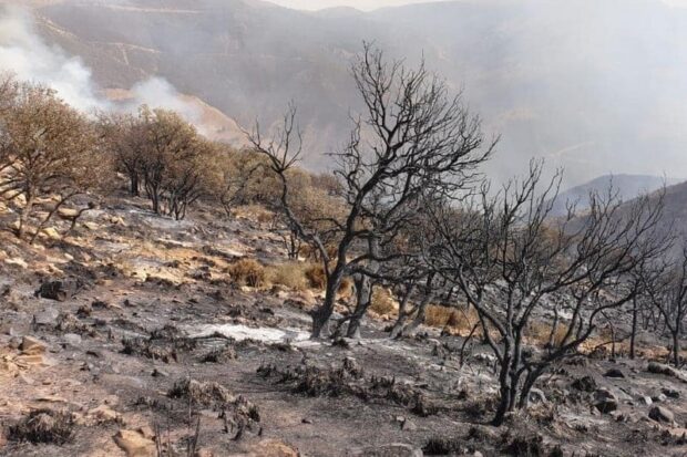 دمر نحو 800 هكتار في 6 أيام.. حريق غابة مغراوة تحت السيطرة