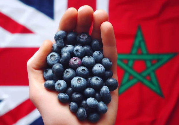 صادرات قياسية من التوت.. المغرب أول مزود لبريطانيا