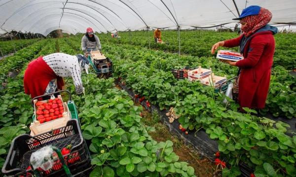يهم العاملات المغربيات.. شروط جديدة للعمل في حقول الفراولة الإسبانية