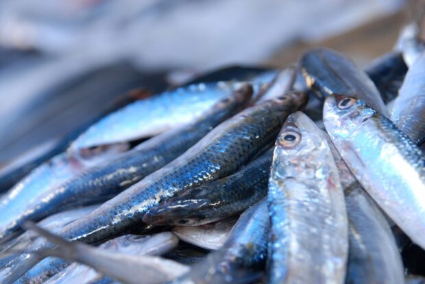 بسبب اتفاق محتمل حول الأسعار.. تحقيق حول السير التنافسي لسوق توريد سمك السردين