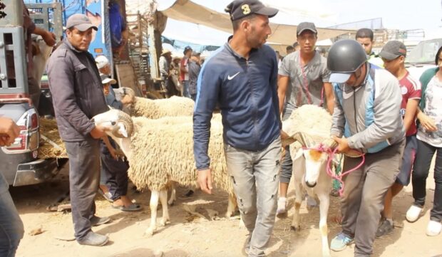 دراسة: 49 في المائة من المغاربة يقتنون الأضحية قبل عيد الأضحى خلال فترة من 3 إلى 7 أيام
